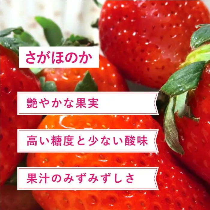 【先行予約】【全3回定期便・1月発送開始】さがほのか・いちごさん 計12P（4P×3回） |イチゴ いちご 苺 フルーツ 果物 佐賀県産 佐賀産 旬| 吉野ヶ里町/リエンサーク [FCC005]