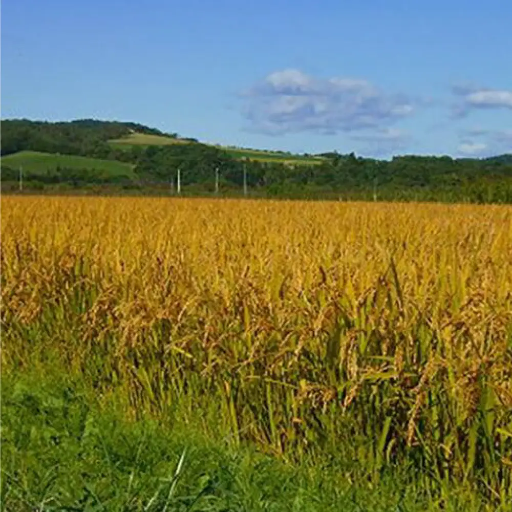北海道産特別栽培米 アポイ米（ななつぼし）5kg