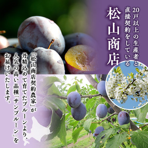 [2026年発送] 北海道仁木町産 プルーン 1.6kg（品種：サンプルーン） 厳選品 果物詰合せ フルーツ 果物 くだもの[松山商店]