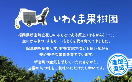 AA196.いわくま果樹園自慢の不知火／約4kg(2027年2～3月発送予定)