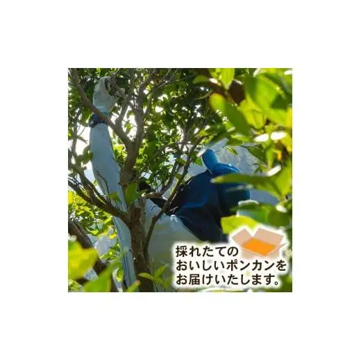 【早期予約】 訳あり 須崎産 ポンカン 5kg  1月中旬から発送開始
