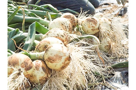 (2027年発送)【先行予約】新玉ねぎ 食べ比べ定期便 生がおいしい 神重農産のブランド玉ねぎ「旬玉」5kg×4回 ブランド玉ねぎ 玉ねぎ 新玉ねぎ 国産 愛知県産 野菜 やさい 農家直送 畑直送 旬 たまねぎ 先行予約 旬 特産 高評価 高リピート 人気 H105-222