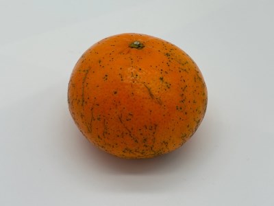 【訳あり】早川農園の麗紅(れいこう)５kg　 先行予約【R00223】