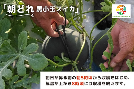 DE275 【令和9年度出荷分】 黒小玉スイカ「ひとりじめBonBon」 5kg(1.7kg以上×2~3玉) ～名水百選の里 島原産～ ◎