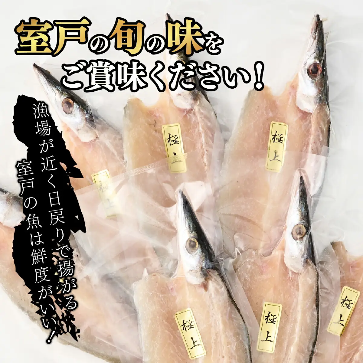 カマス 干物 10枚 国産 カマス