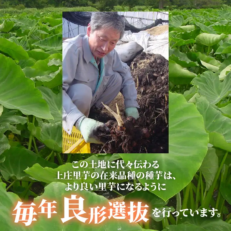 【先行予約】日本の美味い里芋を栽培！上庄里芋の種芋 2kg + 500g【2027年3月10日～出荷】 [A-001014]