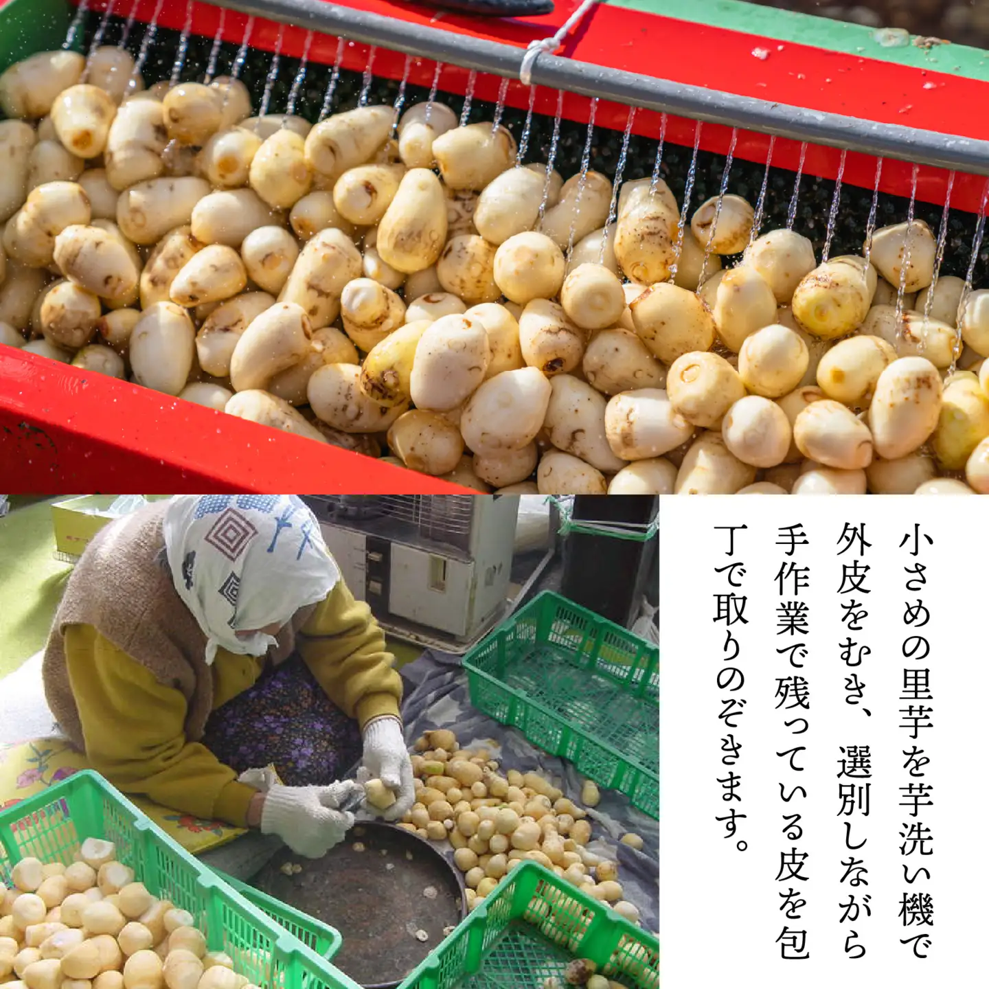 【先行予約】【11月発送】簡単手間なし！冷凍のまま調理！大野の里芋の洗い子 1kg × 2袋 計2kg (冷凍) 