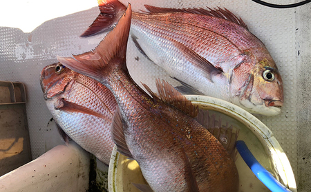 海生丸 釣り船乗船券（1名様　乗合便） チケット 
