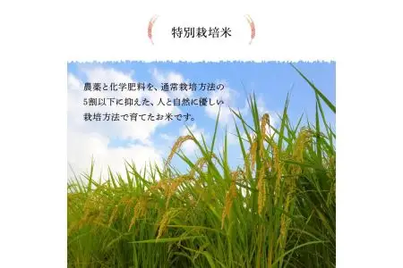 特別栽培米ぴかまる白米 5kg B01019