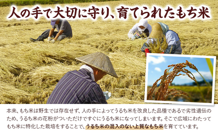 令和7年産 はくちょうもち米 10kg お米 こめ もち米 観光まちづくり協会《10月下旬-11月下旬頃出荷》北海道 名寄市 白米 精米 餅 ご飯 ごはん 国産