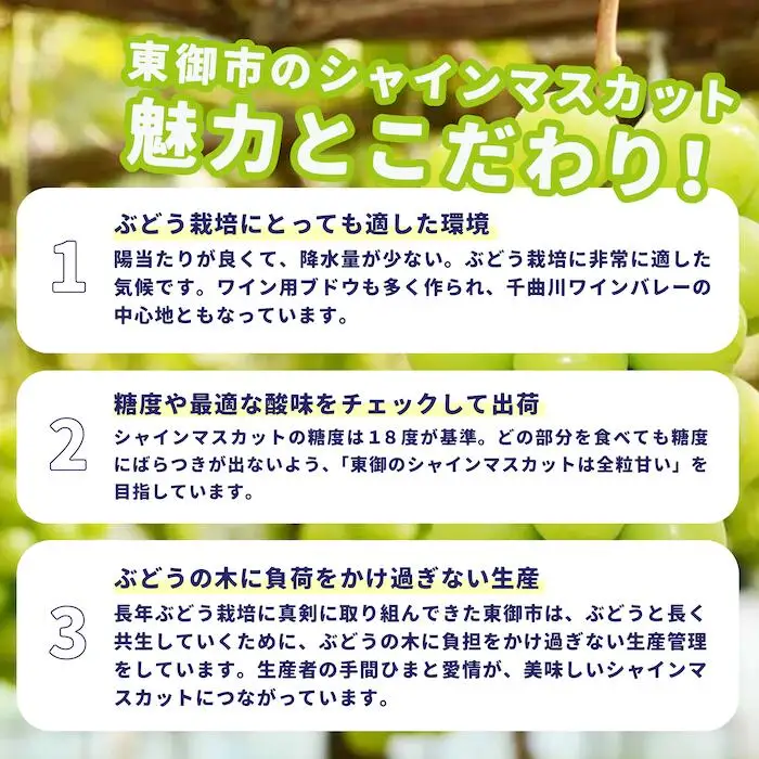 東御市産冬出しシャインマスカット 約1.1kg シャインマスカット※2026年11月下旬～12月中旬頃に順次発送予定