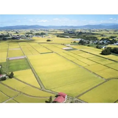 《先行予約》令和8年産　山形県産　つや姫　4kg(2kg×2)_ 精米 米    つや姫 米 _【1120490】