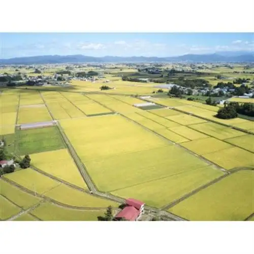 《先行予約》令和8年産　山形県産　雪若丸　4kg(2kg×2)_ 精米 米     米 こめ コメ_【1120494】