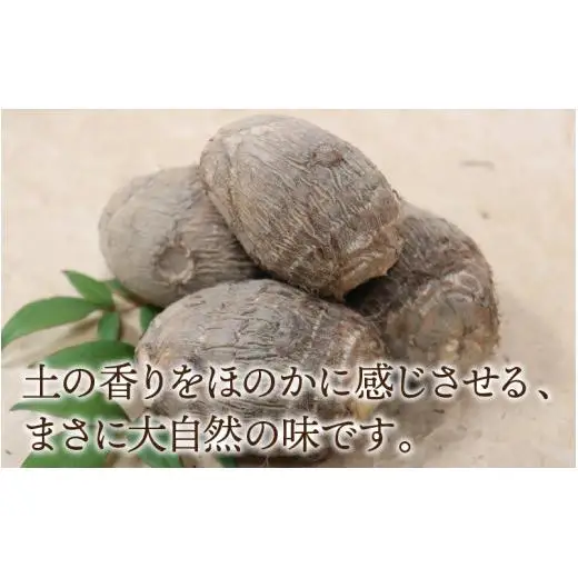 【先行予約】さといも 大和里芋（やまと）3kg【2026年11月中旬より順次発送予定】| 野菜 芋 イモ 根菜 いも 煮物 旬 味覚 秋