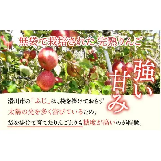 【先行予約】りんご 5kg【2026年12月以降順次発送予定】エコファーマー認定 | 林檎 リンゴ 果物 フルーツ 甘い ふじ 蜜入り 5kg 5キロ