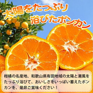 【2027年先行予約】紀州和歌山有田産 ポンカン 5kg_G7055