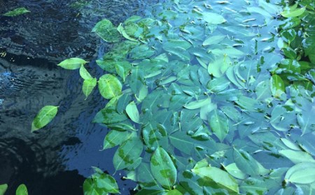 【1週間以内発送】 五島つばき茶リーフ 20g 【グリーンティ五島】[PAV022]スピード発送 最速発送 最短発送