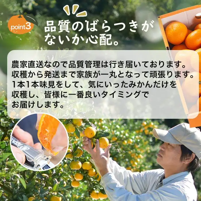 訳あり みかん 蔵出しみかん 5kg 鈴木農園