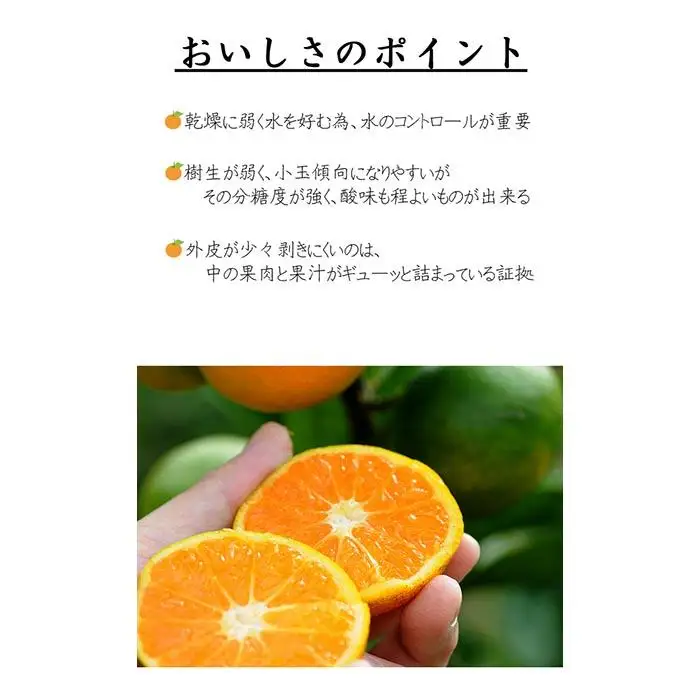 極早生みかん ゆら早生みかん  約5kg SS・S・Mサイズおまかせ 2026年10月より順次発送《赤秀》［Mg22］