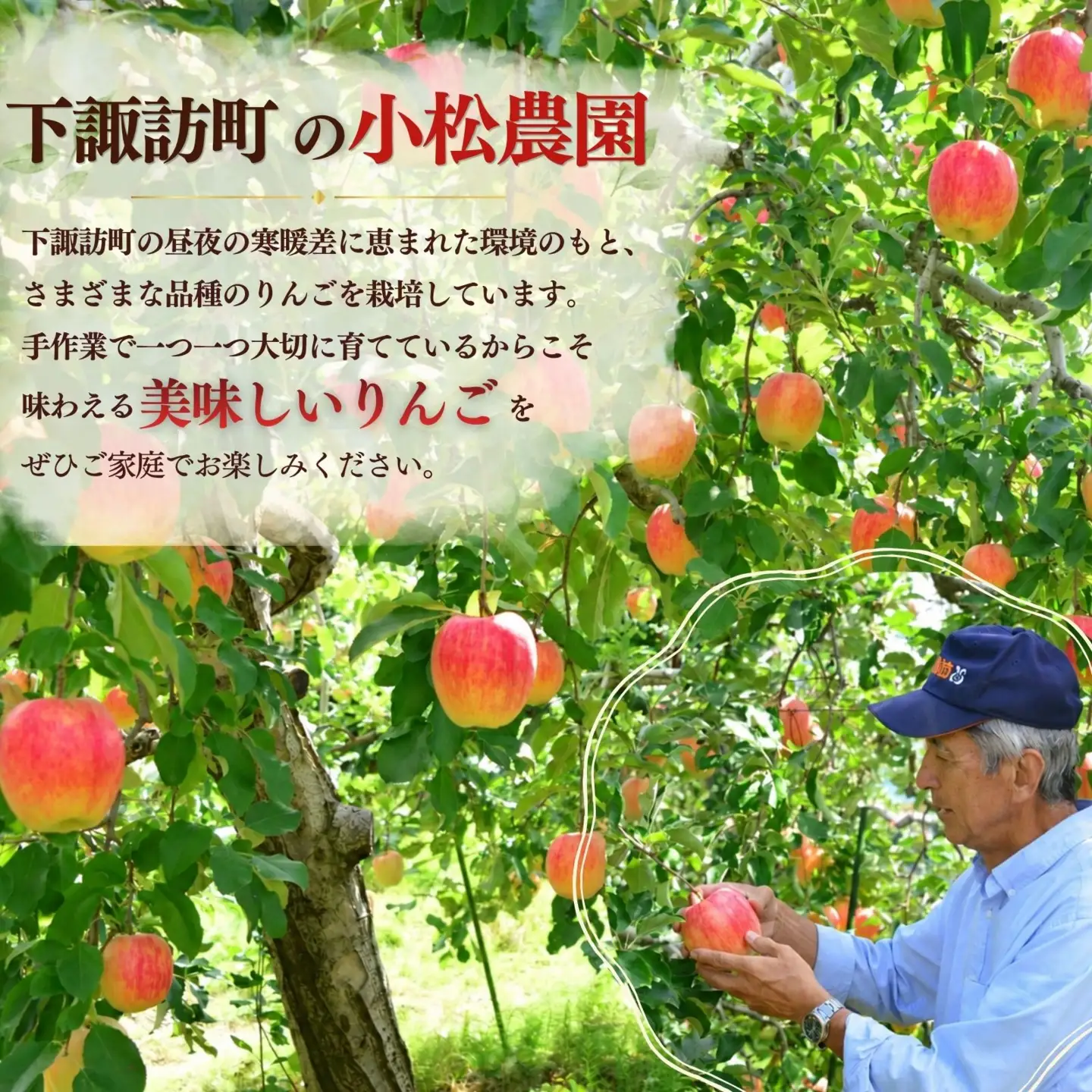【先行予約2027年11月中旬発送予定】りんご シナノホッペ 5kg  長野県産 小松農園 下諏訪町  003-010
