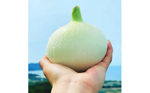 【新玉予約！】淡路島スイートオニオン 淡路島産新玉ねぎ　５kg　◆配送3月上旬-6月下旬頃