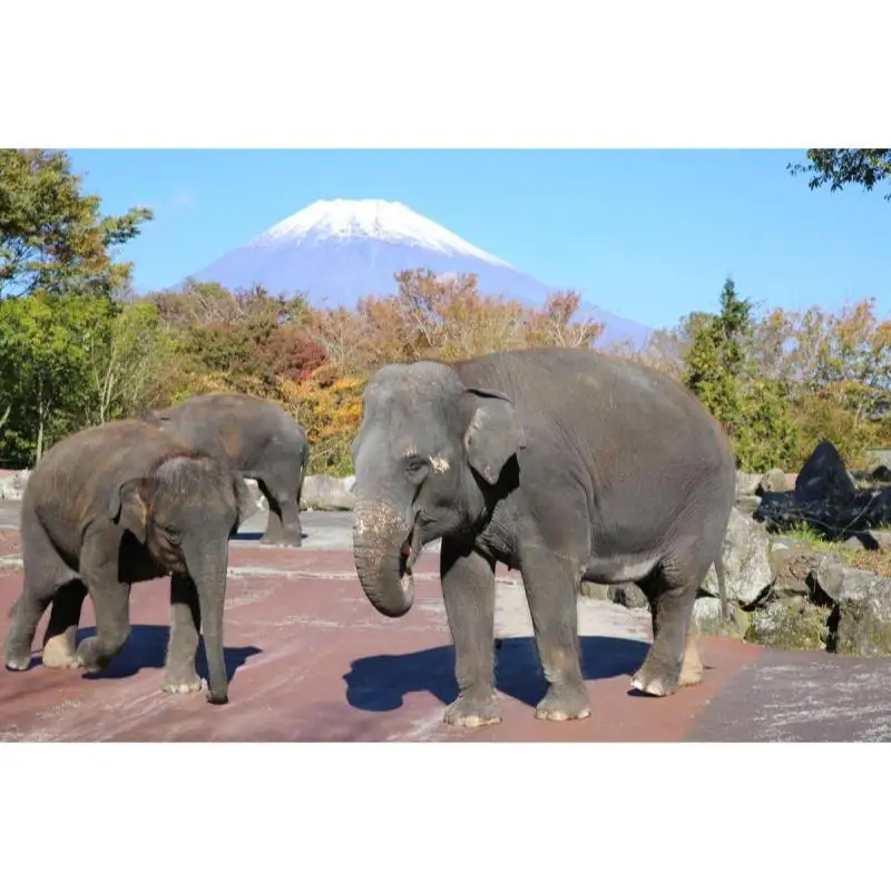 動物園 静岡 富士サファリパーク 大人 2枚 小人 1枚 入場券 サファリパーク 動物 子供 家族 お出かけ チケット 券 ギフト券 体験チケット ギフト プレゼント 贈答 贈答品 贈り物 旅行 観光 入園券 優待券 静岡県 裾野 裾野市