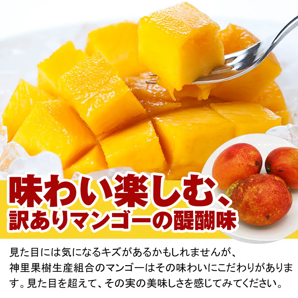 【訳あり】2027年発送 生産組合から直送 神里マンゴー1.5kg