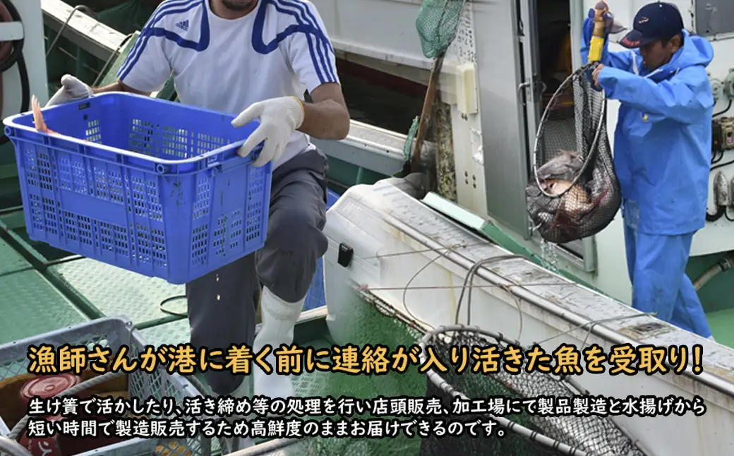 【年5回】福津の旬の魚介類こだわり定期便【加工承り】【随時開始】[H7018]