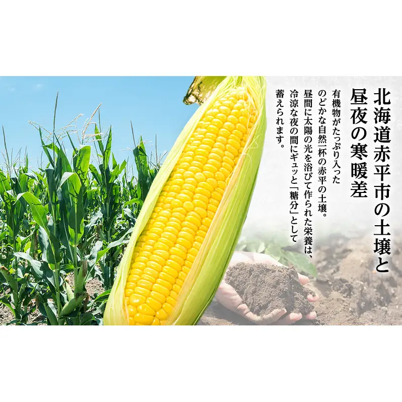 とうもろこし ゴールドラッシュ【Lサイズ10本】【先行予約】
