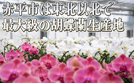 胡蝶蘭大輪白花系ギフトお祝い胡蝶蘭【1本立て】