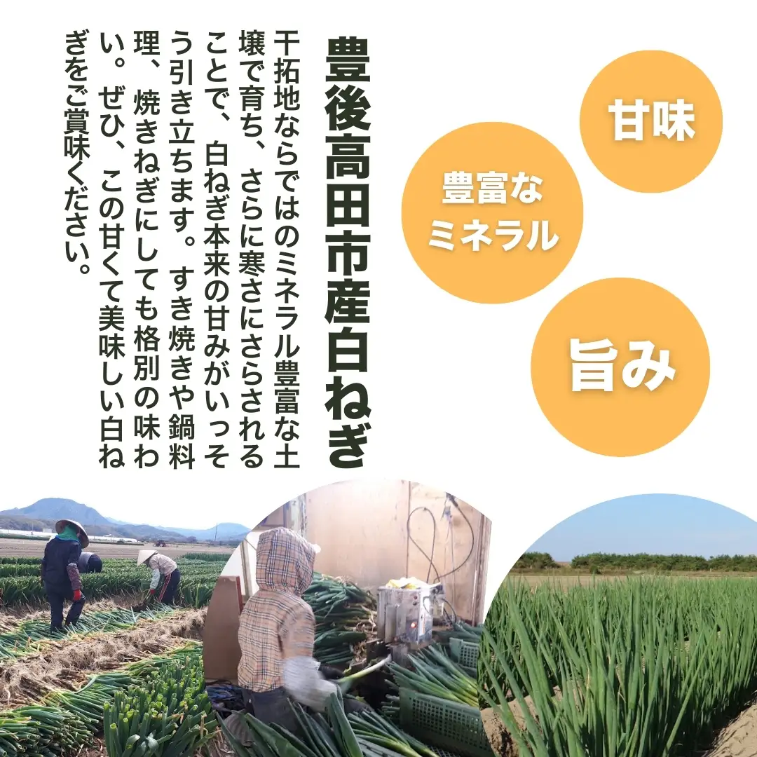 長ねぎ 白ねぎ 3kg前後 新鮮＆産地直送
