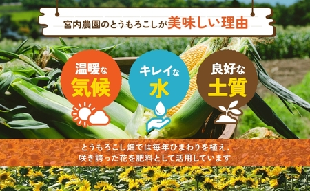 北海道産 とうもろこし 糖度20度以上 恵味 めぐみ 2L 20～22本 2026年7月下旬～8月下旬頃お届け 先行受付 朝採り トウモロコシ スイート コーン 甘い 旬 夏 野菜 新鮮 産地直送 宮内農園 洞爺湖町 