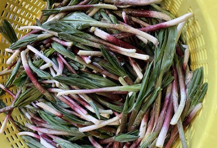 釧路産・天然 鮮度そのまま行者にんにく 100g×2