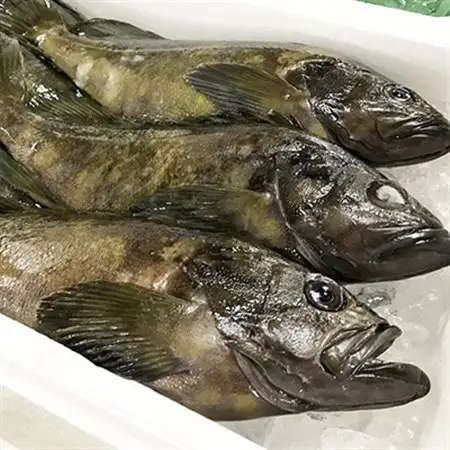 日出産とらふぐ鍋・くえ鍋の味くらべセット(3～4人前)_魚介・海産物 クエ 鮮魚   魚介・海産物 ふぐ 鮮魚 フグ 河豚  惣菜・加工品 魚 鍋 なべ ナベ_【配送不可地域：離島】【1133896】