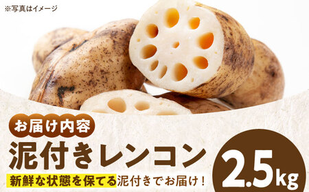 レンコン（泥付き）2.5kg【1月上旬から順次発送】レンコン [AGBN021]