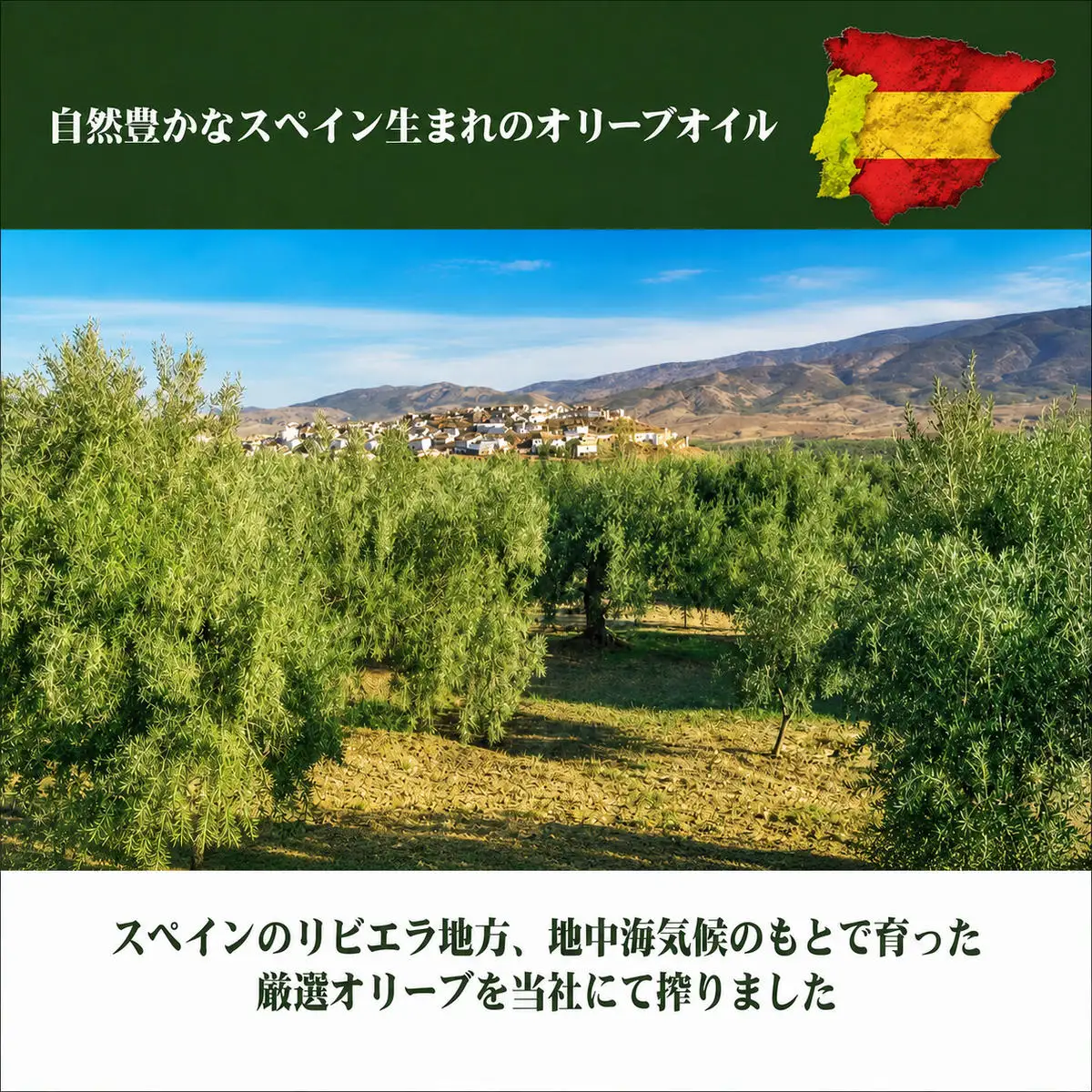 オリーブオイル 食用油 スペイン産 オリーブオイル【500ml 3本】