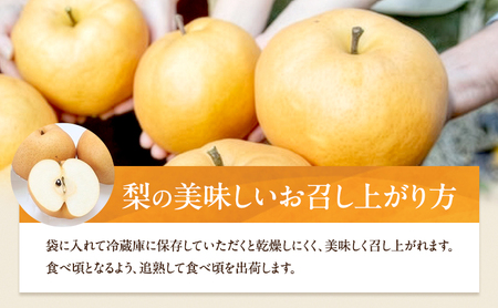 梨 2026年 備前横綱梨（あたご梨）3玉（1玉1～1.5kg）贈答箱 【11月中旬～12月下旬頃発送】 