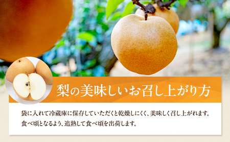 梨 2026年 先行予約 あたご梨 3～9玉 合計約4.5kg 贈答箱【11月中旬～12月下旬頃発送】