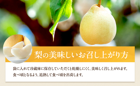 梨 2026年 先行予約 鴨梨（ヤーリー）5～10玉 合計約3kg 贈答箱【11月中旬～12月下旬頃発送】