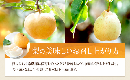 梨 2026年 先行予約 あたご梨・鴨梨（ヤーリー）詰合せ 合計約4kg あたご2～3玉 鴨梨3～7玉 贈答箱【11月中旬～12月下旬頃発送】 