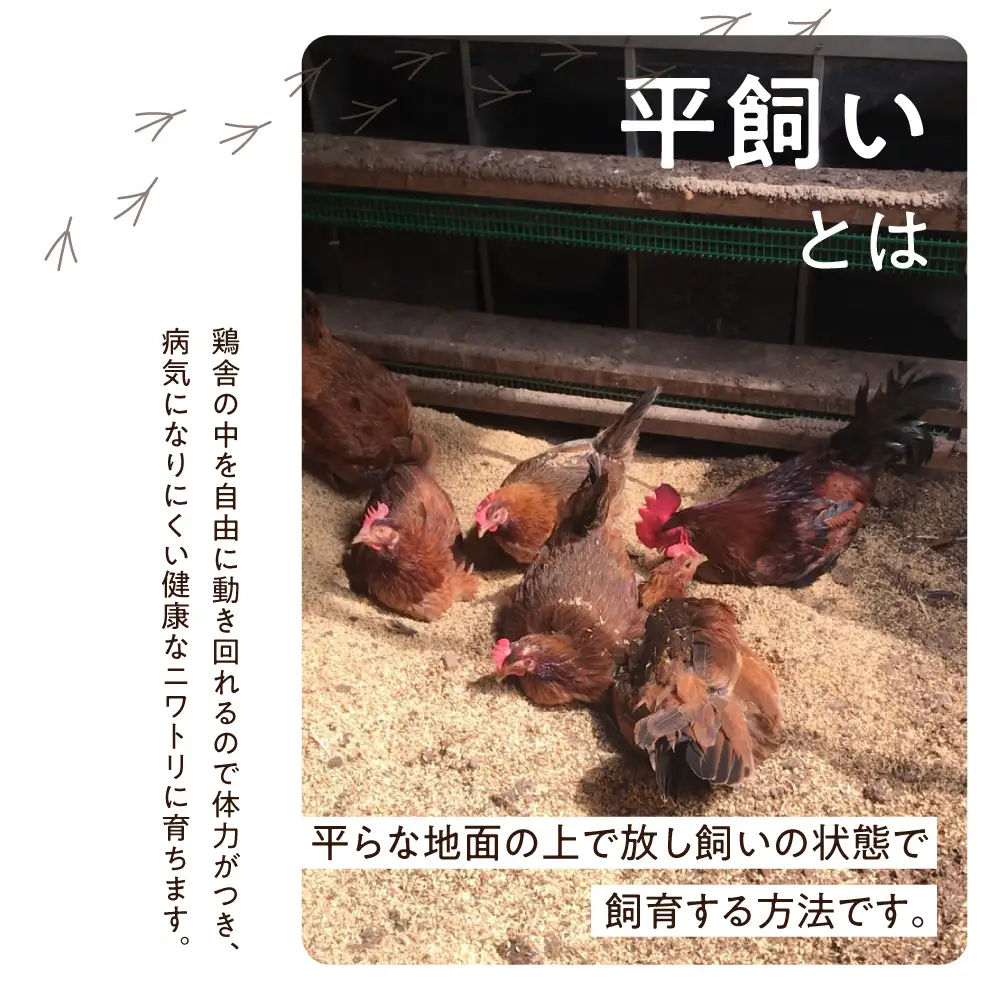 定期便 森のたまご農園 定期便 12ヶ月 30個  LW105
