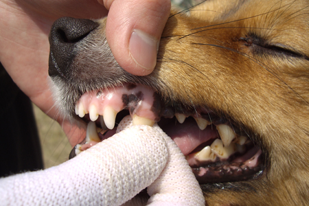 【犬口ケア】お手軽歯みがきセット