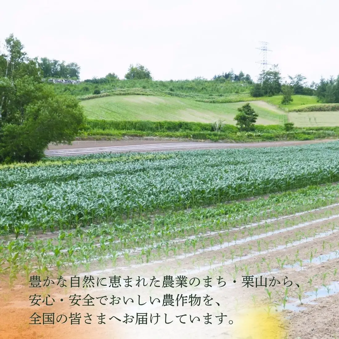 大地の恵み「とうもろこし2色セット」北海道産　7本