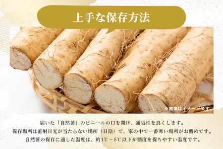 自然薯 カット 約600g 笠間自然薯研究会 DG-002