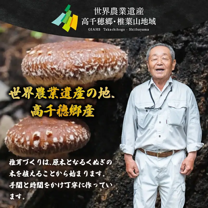 【3ヶ月定期便】 乾燥しいたけ 240g（40g×6袋）×3回 720g しいたけ 定期便 定期 定期的 国産 宮崎県産 原木 栽培 乾燥 干し椎茸 原木椎茸 国産しいたけ 小分け 袋 小袋 普段使い 使い勝手 使い切り 肉厚 旨み 香り グルメ お取り寄せ 宮崎県 高千穂町 _Tk004-t042