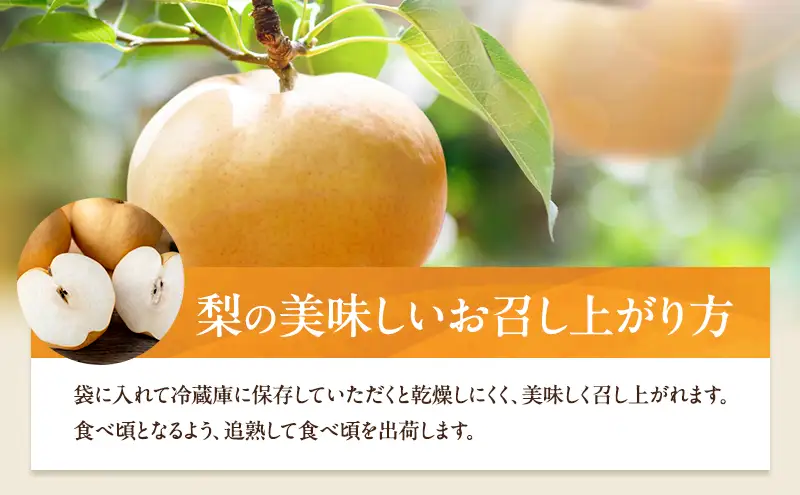 梨 2026年 先行予約 あたご梨 2玉 (1玉 約720g) 化粧箱【11月下旬～12月中旬頃発送】 ナシ なし 岡山県産 国産 フルーツ 果物 ギフト 石原果樹園 