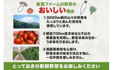 【先行予約】濃厚ミニトマト ピッコラ・ルージュ 1.8kg | フルーツトマト ミニトマト トマト 甘い 農家直送 産地直送 肉厚 糖度 高冷地  野菜 減農薬 飛騨高山 新葉ファーム FV009