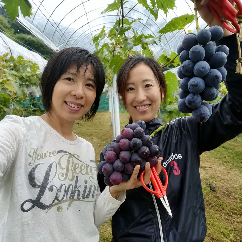 ニューピオーネ ぜきお農園 岡山県産 ニューピオーネ【2房 約1kg】【先行予約】