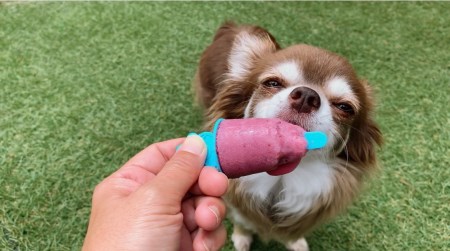 FB137_【5月～9月発送】犬の無添加おやつ☆お砂糖不使用無添加アイスキャンディ