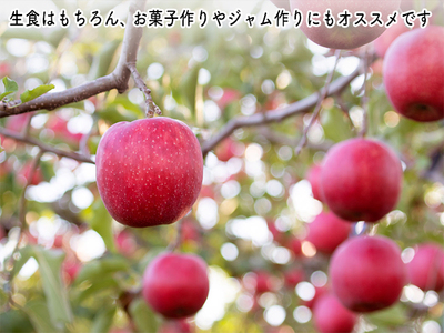 りんご ジョナゴールド 青森県産 ヒバリノ園 りんご【約5kg 12〜16玉】